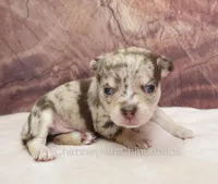 AKC REID, a male Chihuahua for sale in Muskogee, OK – Photo 2 of 10