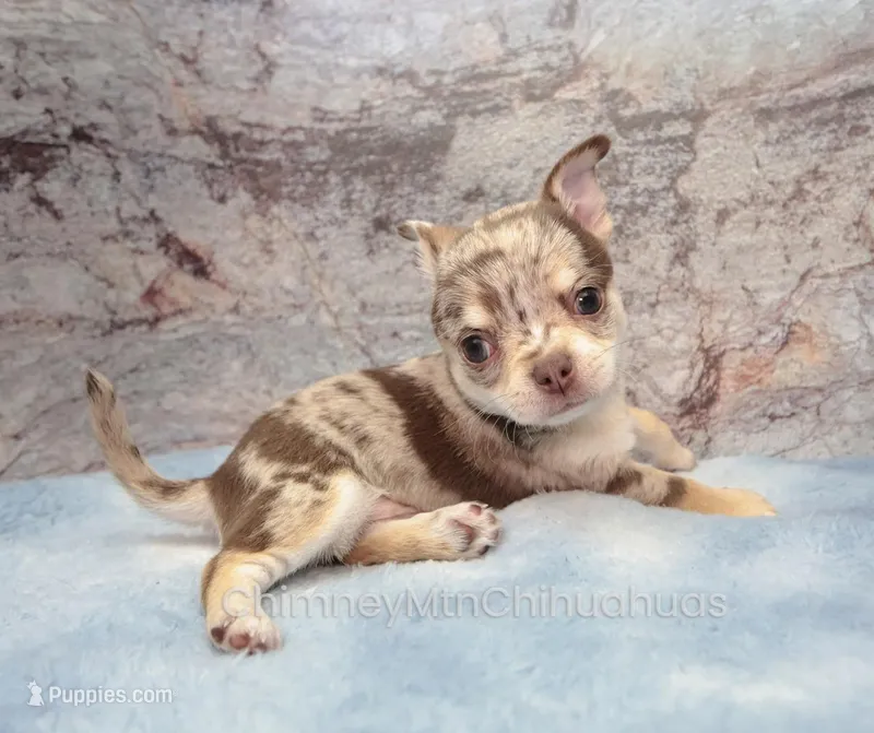 AKC REID – Chihuahua puppy for sale in Muskogee, OK