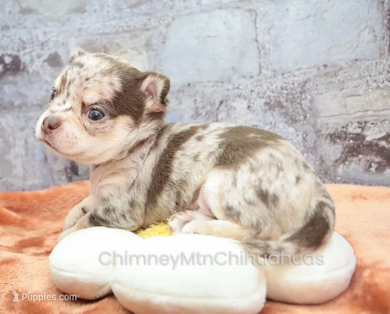 AKC REID – Chihuahua puppy for sale in Muskogee, OK