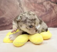 AKC REID, a male Chihuahua for sale in Muskogee, OK – Photo 7 of 10