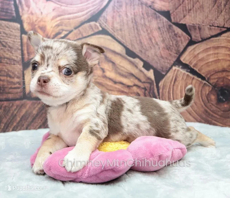 AKC REID – Chihuahua puppy for sale in Muskogee, OK