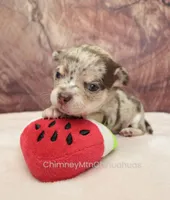 AKC REID, a male Chihuahua for sale in Muskogee, OK – Photo 6 of 10