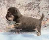 AKC JAKE, a male Chihuahua for sale in Muskogee, OK – 4 of 10