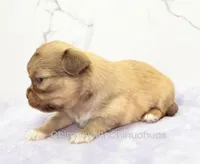 AKC FRANK, a male Chihuahua for sale in Muskogee, OK – Photo 6 of 10