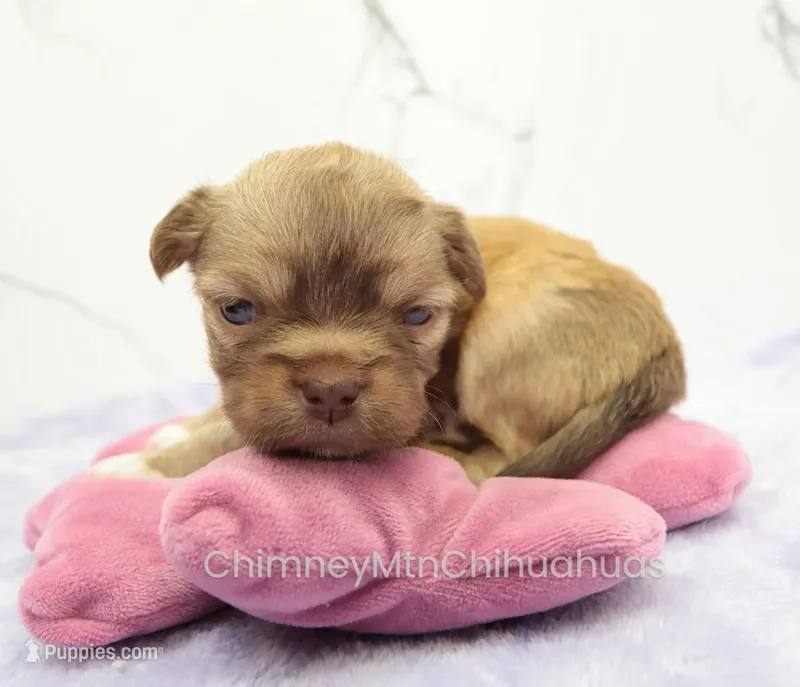 AKC FRANK – Chihuahua puppy for sale in Muskogee, OK