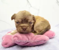 AKC FRANK, a male Chihuahua for sale in Muskogee, OK – Photo 1 of 10