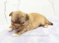 AKC FRANK, a male Chihuahua for sale in Muskogee, OK – Photo 4 of 10