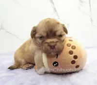 AKC FRANK, a male Chihuahua for sale in Muskogee, OK – Photo 7 of 10