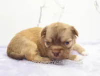 AKC FRANK, a male Chihuahua for sale in Muskogee, OK – Photo 2 of 10