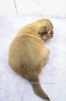 AKC FRANK, a male Chihuahua for sale in Muskogee, OK – Photo 8 of 10