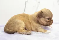 AKC FRANK, a male Chihuahua for sale in Muskogee, OK – Photo 3 of 10