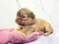 AKC FRANK, a male Chihuahua for sale in Muskogee, OK – Photo 5 of 10