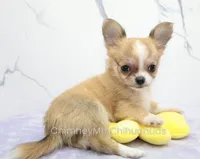 AKC PALOMA, a female Chihuahua for sale in Muskogee, OK – 3 of 10