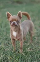 AKC NUTMEG, a female Chihuahua for sale in Muskogee, OK – 9 of 10
