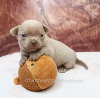 AKC EDITH, a female Chihuahua for sale in Muskogee, OK – 7 of 10