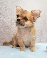 AKC VERITY, a female Chihuahua for sale in Muskogee, OK – 4 of 10