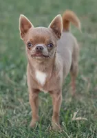 AKC FROST, a male Chihuahua for sale in Muskogee, OK – 9 of 10