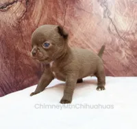 AKC AGNES, a female Chihuahua for sale in Muskogee, OK – 4 of 10