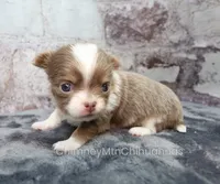 AKC FROST, a male Chihuahua for sale in Muskogee, OK – 4 of 10