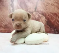 AKC EDITH, a female Chihuahua for sale in Muskogee, OK – 2 of 10
