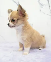 AKC PALOMA, a female Chihuahua for sale in Muskogee, OK – 2 of 10