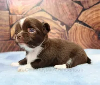 AKC CHARLOTTE, a female Chihuahua for sale in Muskogee, OK – 2 of 10