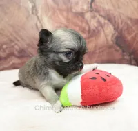 AKC CLOVER, a female Chihuahua for sale in Muskogee, OK – Photo 7 of 10