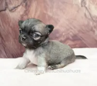 AKC CLOVER, a female Chihuahua for sale in Muskogee, OK – Photo 3 of 10