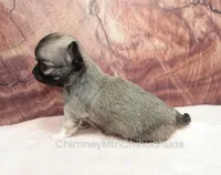 AKC CLOVER, a female Chihuahua for sale in Muskogee, OK – Photo 5 of 10