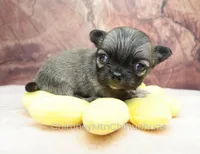 AKC CLOVER, a female Chihuahua for sale in Muskogee, OK – Photo 4 of 10