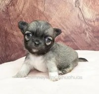 AKC CLOVER, a female Chihuahua for sale in Muskogee, OK – Photo 8 of 10