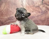 AKC CLOVER, a female Chihuahua for sale in Muskogee, OK – Photo 2 of 10