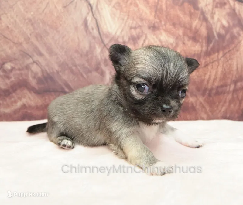 AKC CLOVER – Chihuahua puppy on hold in Muskogee, OK