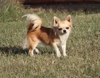 AKC CLOVER, a female Chihuahua for sale in Muskogee, OK – Photo 10 of 10