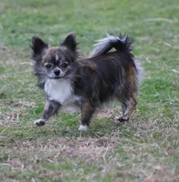 AKC CLOVER, a female Chihuahua for sale in Muskogee, OK – Photo 9 of 10