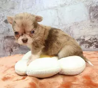 AKC IDA, a female Chihuahua for sale in Muskogee, OK – 3 of 10
