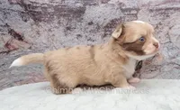 AKC ENZO, a male Chihuahua for sale in Muskogee, OK – Photo 5 of 10