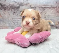 AKC ENZO, a male Chihuahua for sale in Muskogee, OK – Photo 3 of 10