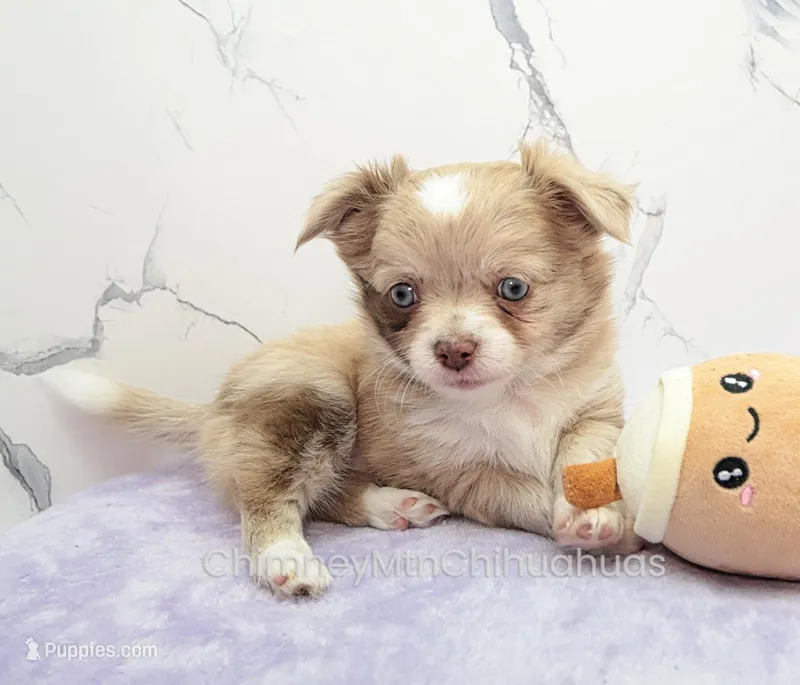AKC ENZO – Chihuahua puppy on hold in Muskogee, OK