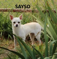 AKC ENZO, a male Chihuahua for sale in Muskogee, OK – Photo 10 of 10