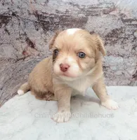 AKC ENZO, a male Chihuahua for sale in Muskogee, OK – Photo 8 of 10