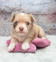AKC ENZO, a male Chihuahua for sale in Muskogee, OK – Photo 1 of 10