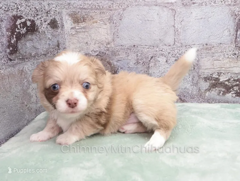 AKC ENZO – Chihuahua puppy for sale in Muskogee, OK