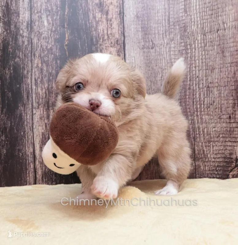 AKC ENZO – Chihuahua puppy for sale in Muskogee, OK