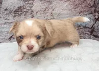 AKC ENZO, a male Chihuahua for sale in Muskogee, OK – Photo 6 of 10