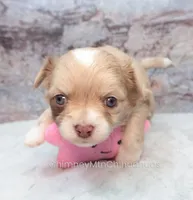 AKC ENZO, a male Chihuahua for sale in Muskogee, OK – Photo 4 of 10