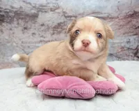 AKC ENZO, a male Chihuahua for sale in Muskogee, OK – Photo 2 of 10