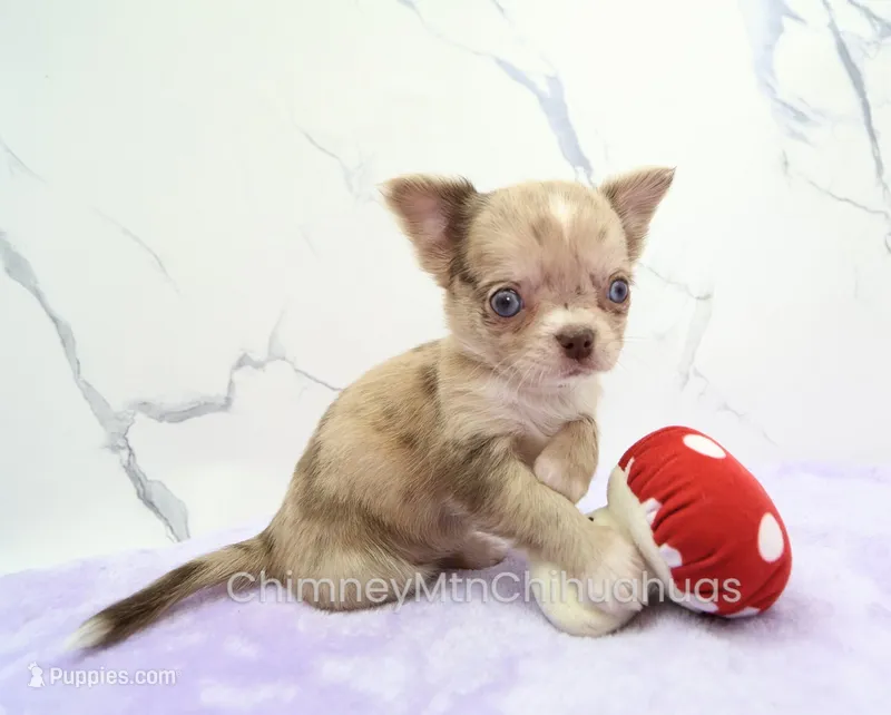 AKC IRENE – Chihuahua puppy for sale in Muskogee, OK