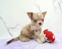 AKC IRENE, a female Chihuahua for sale in Muskogee, OK – 1 of 10
