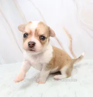 AKC IKE, a male Chihuahua for sale in Muskogee, OK – 8 of 10